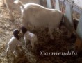 /album/fotogaleria-de-enfanterrible/cabras-boer-enfant2-jpg1/